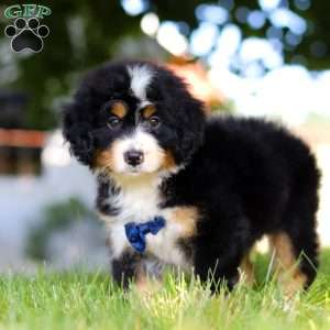 Rusty, Mini Bernedoodle Puppy